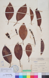Specimen thumbnail